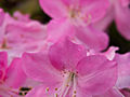 Rhododendron schlippenbachii IMG_6034_1 Azalia